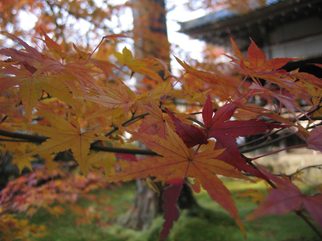 三千院の紅葉