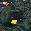 Yellow Flower