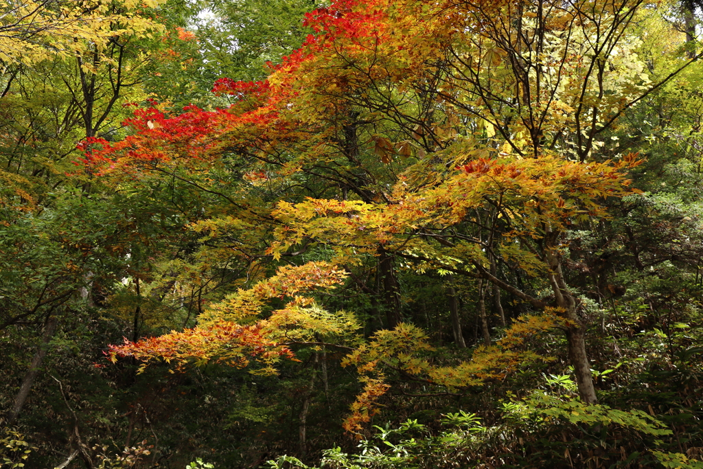 高山城跡の紅葉**