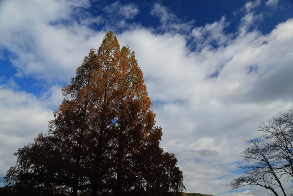 木と秋の空