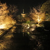 桜開花前の東寺