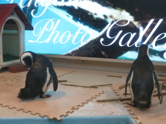 バーにいるペンギン