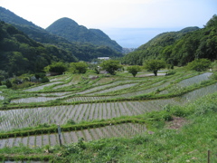 石部の棚田。