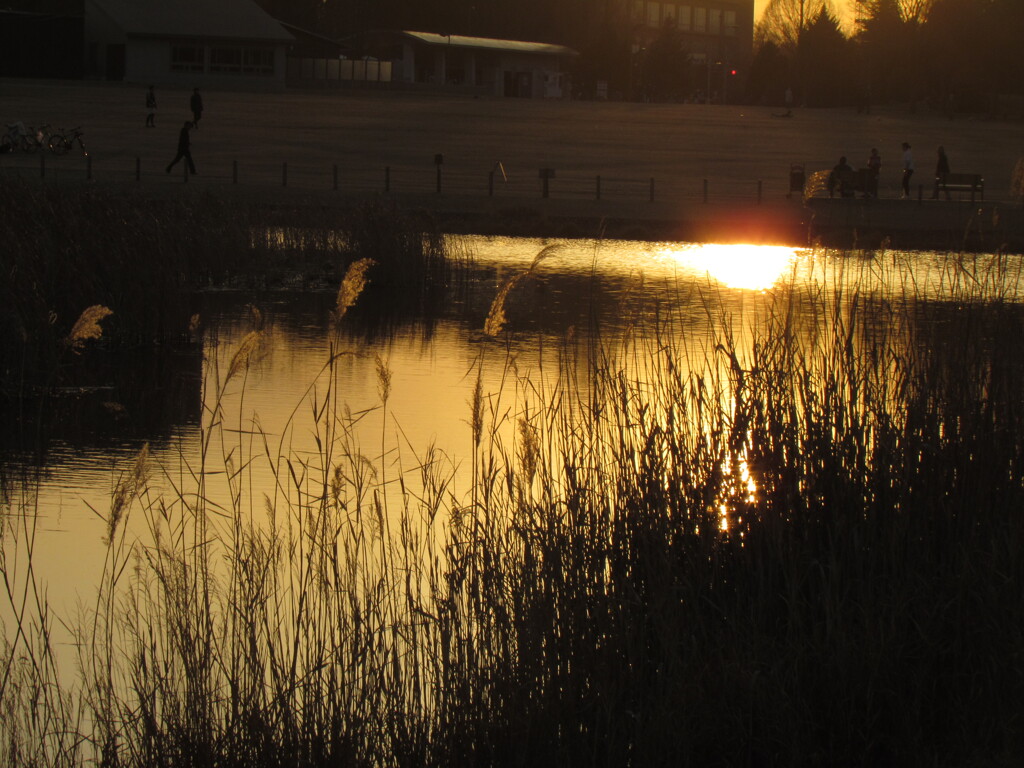 公園の夕暮れ