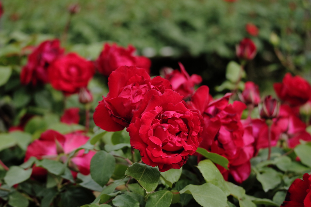 深紅の薔薇