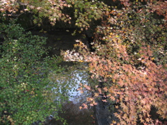 染まりかけも綺麗かな。