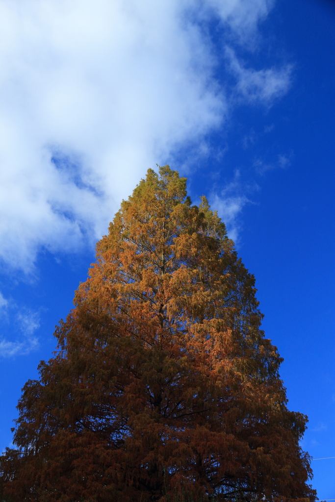 木と秋の空
