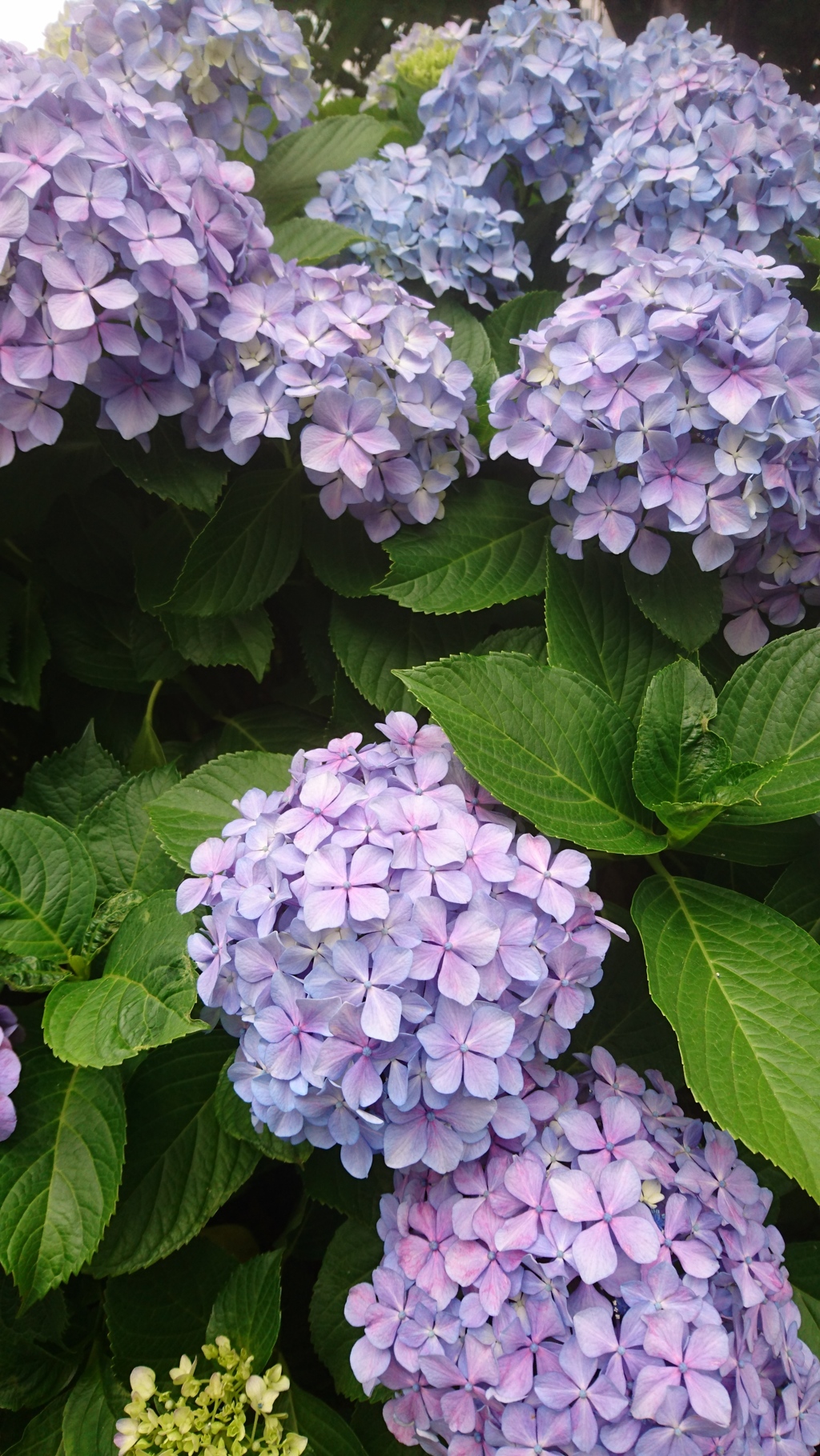 紫陽花