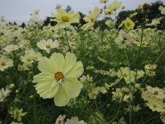 イエローのコスモス。その２。