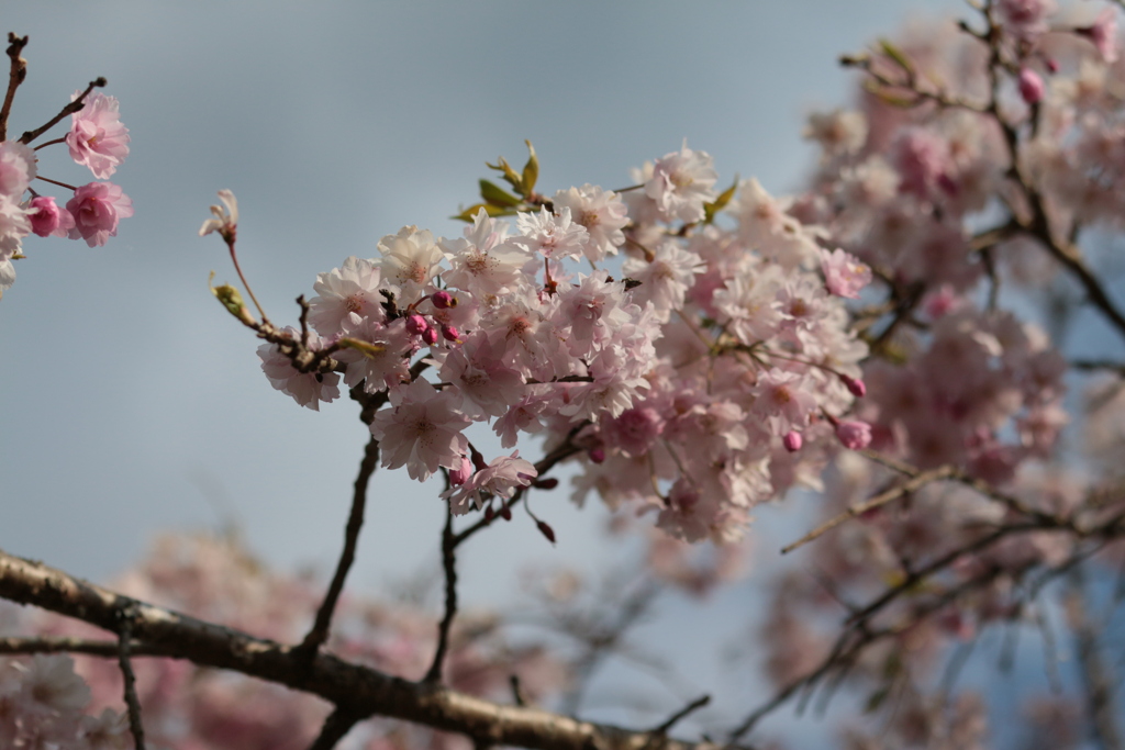 桜