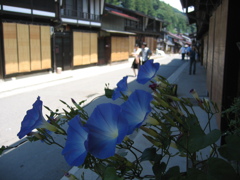 奈良井宿のアサガオ