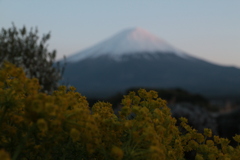 菜の花と富士山