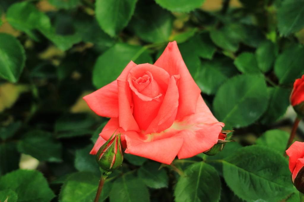 Rosannaという薔薇