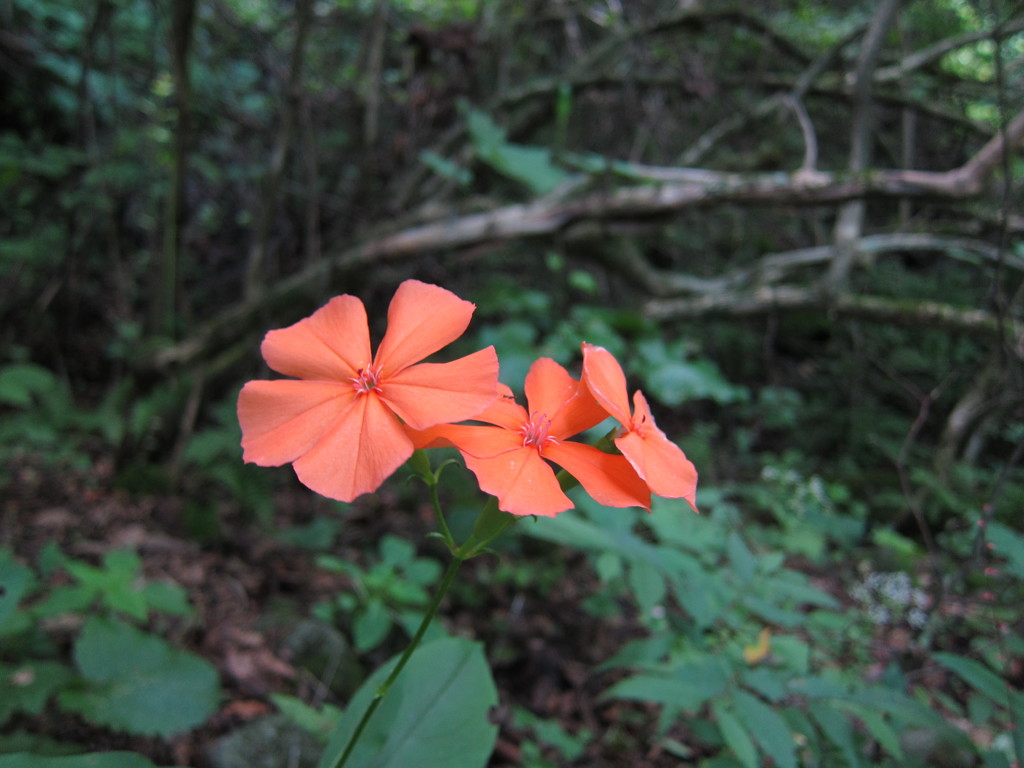 お花。