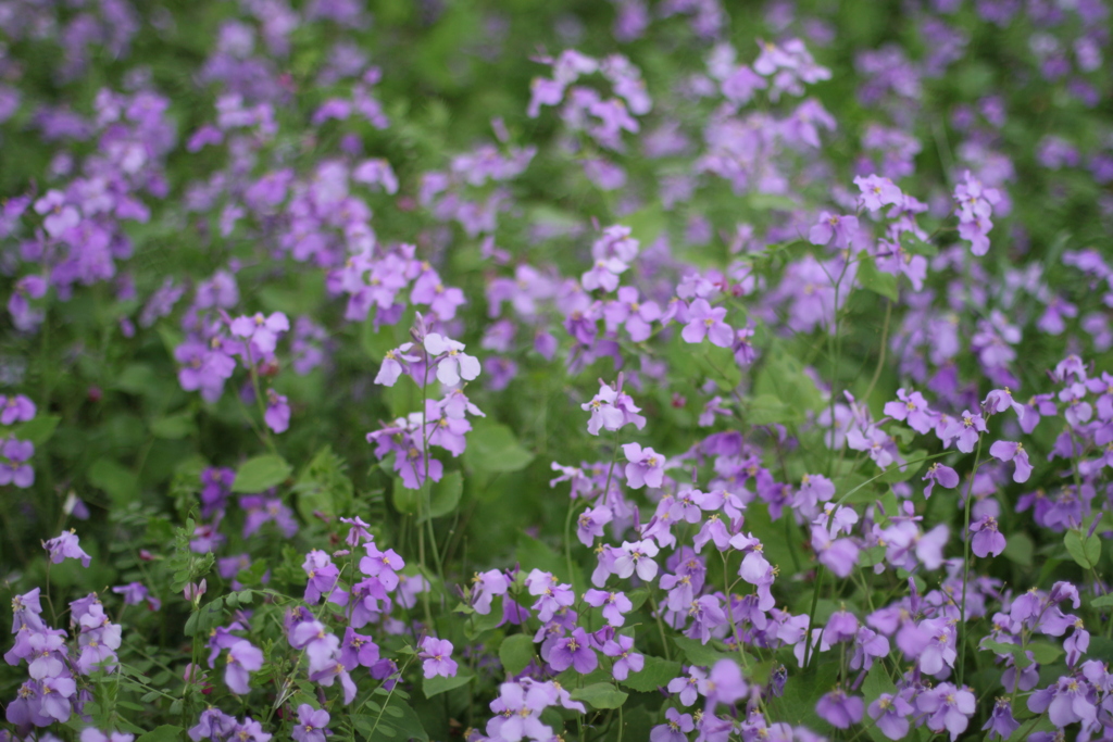 紫の小さい花 By まっちー Id 写真共有サイト Photohito