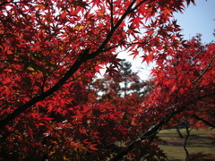 奈良での紅葉２