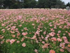 ピンクのコスモス畑。