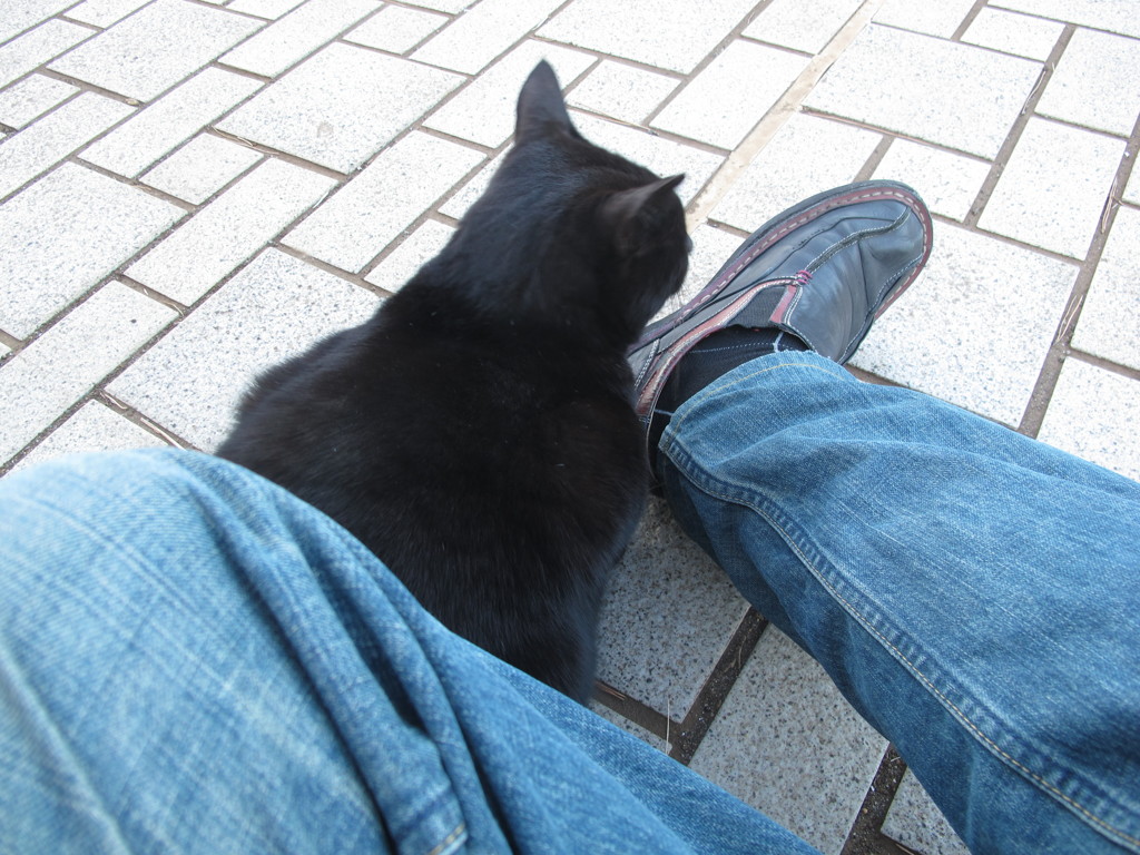 すっかりなついている猫