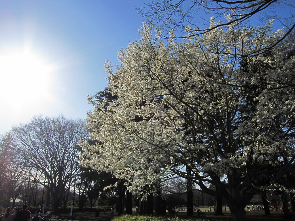 晴れの日、公園にて