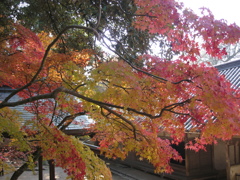 奈良での紅葉３