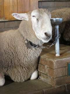 寝ている羊さん。