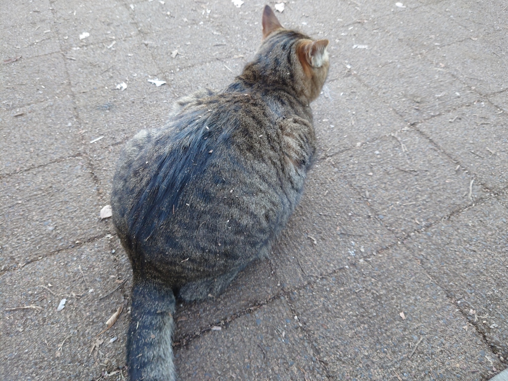 にゃんっ