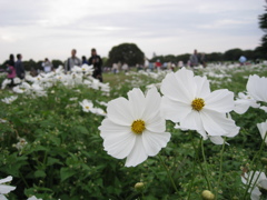 白いコスモス。