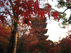 京都の東寺での紅葉２