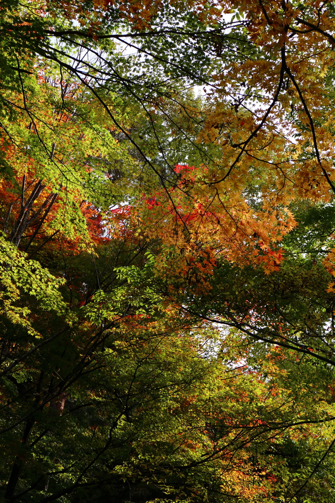 高山城跡の紅葉*