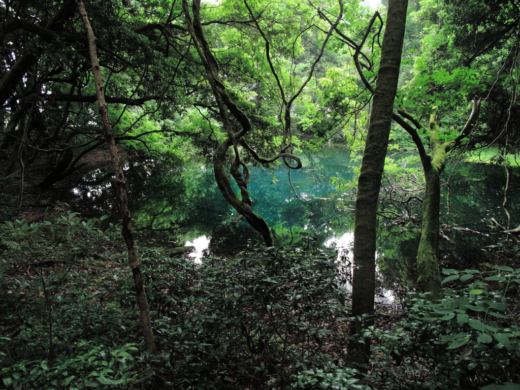 丸池様