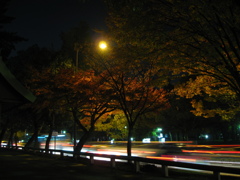 夜の奈良公園にて