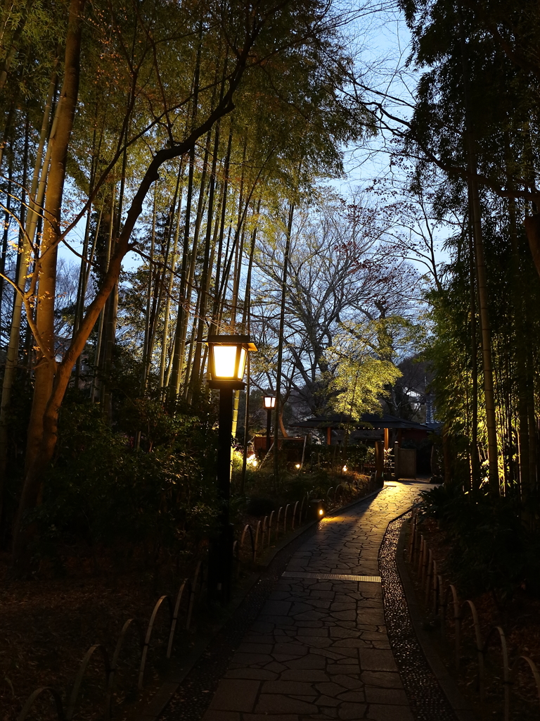 修善寺の竹林。