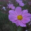 秋桜*