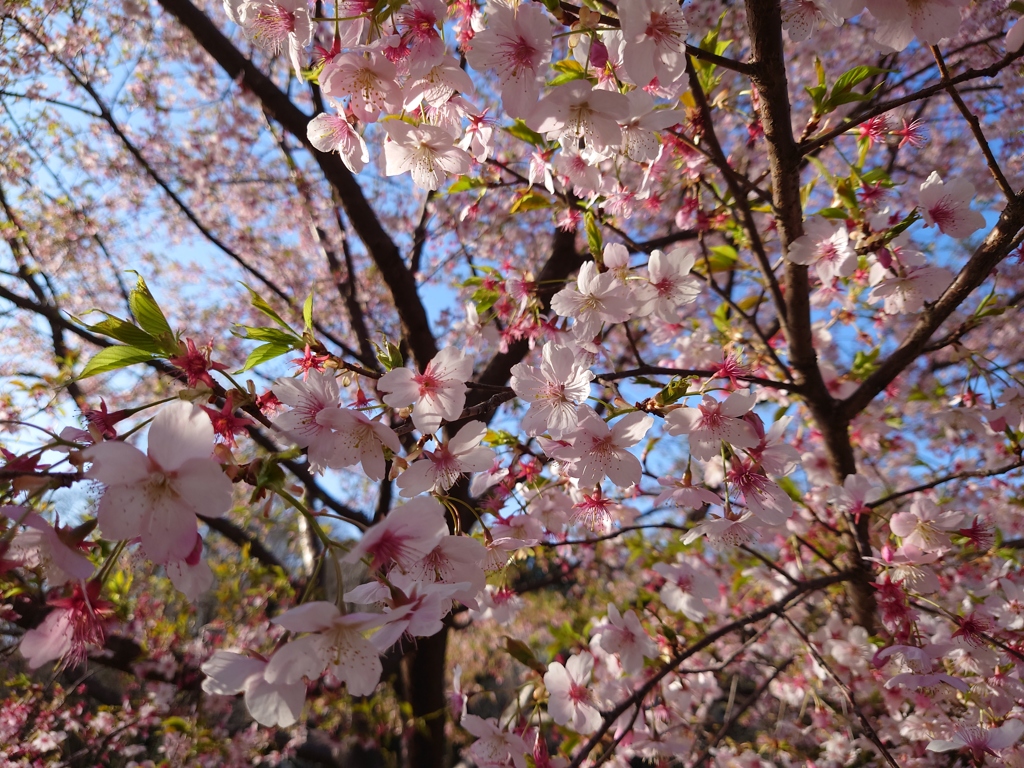 開花