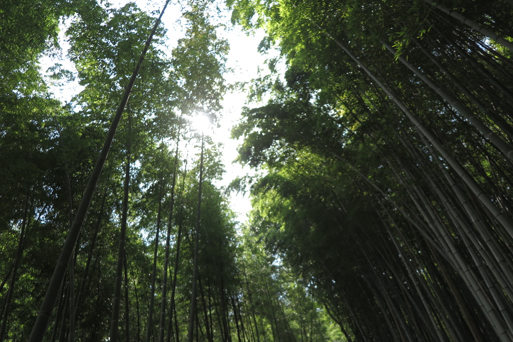 竹林
