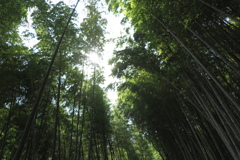 竹林