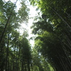 竹林