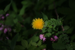 散歩中に出会ったお花さんたち