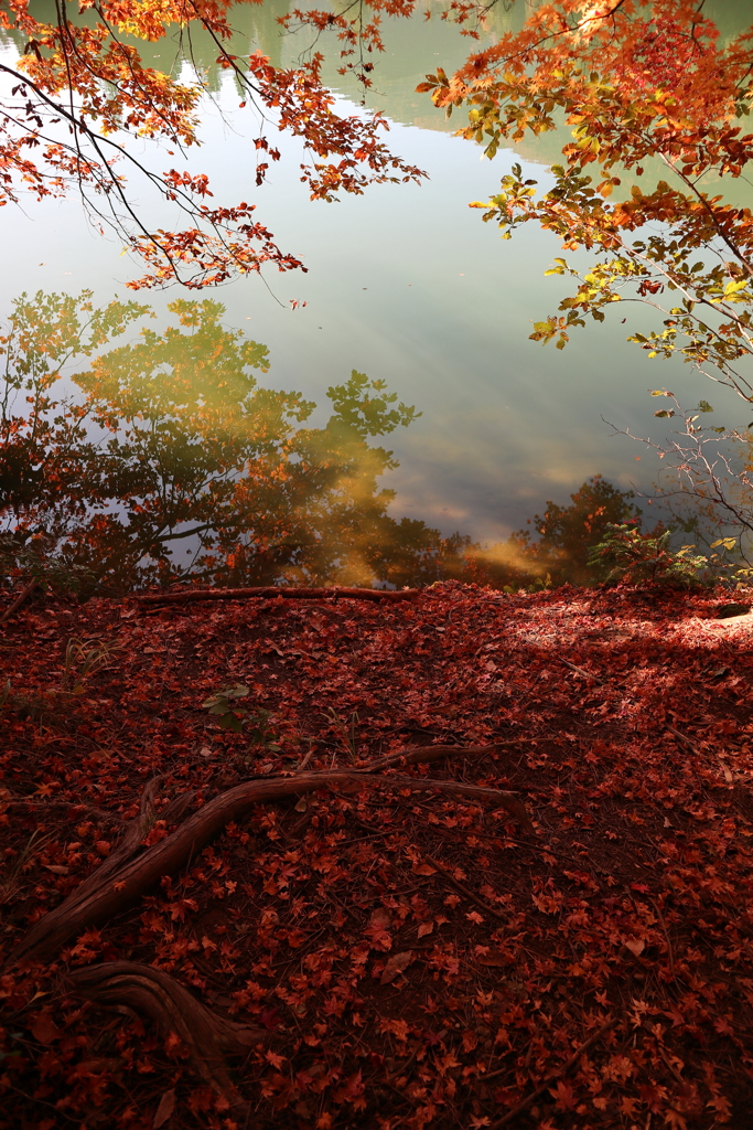 湖畔の紅葉と陽射し