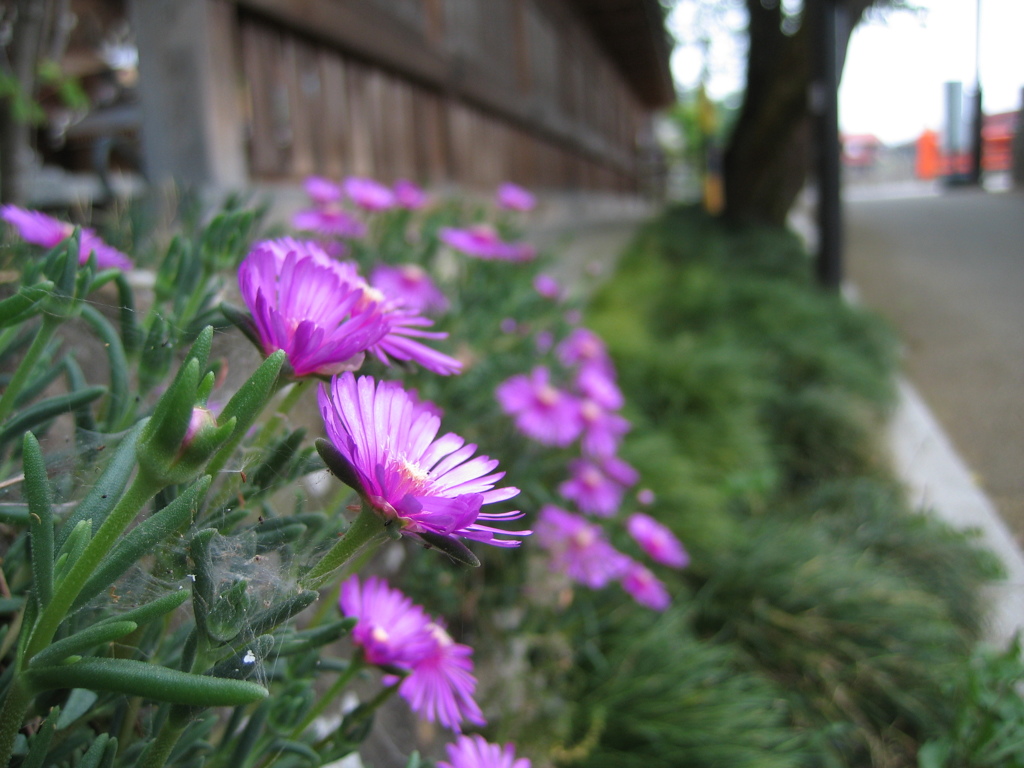 お花。
