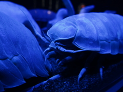 ダイオウグソクムシ