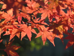 紅葉