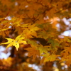 秋の黄色