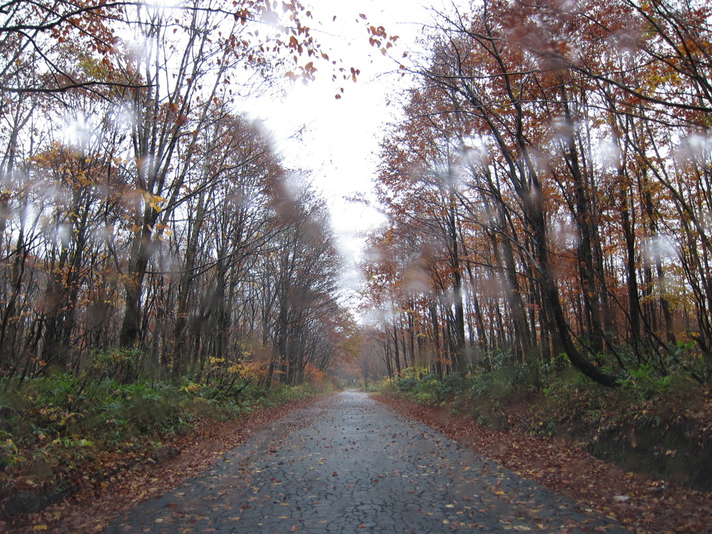 小雨の中の紅葉