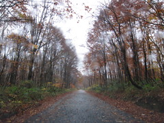小雨の中の紅葉