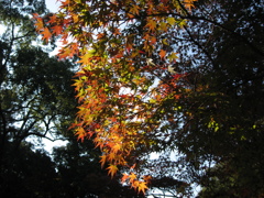 奈良での紅葉４