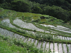 石部の棚田にて。