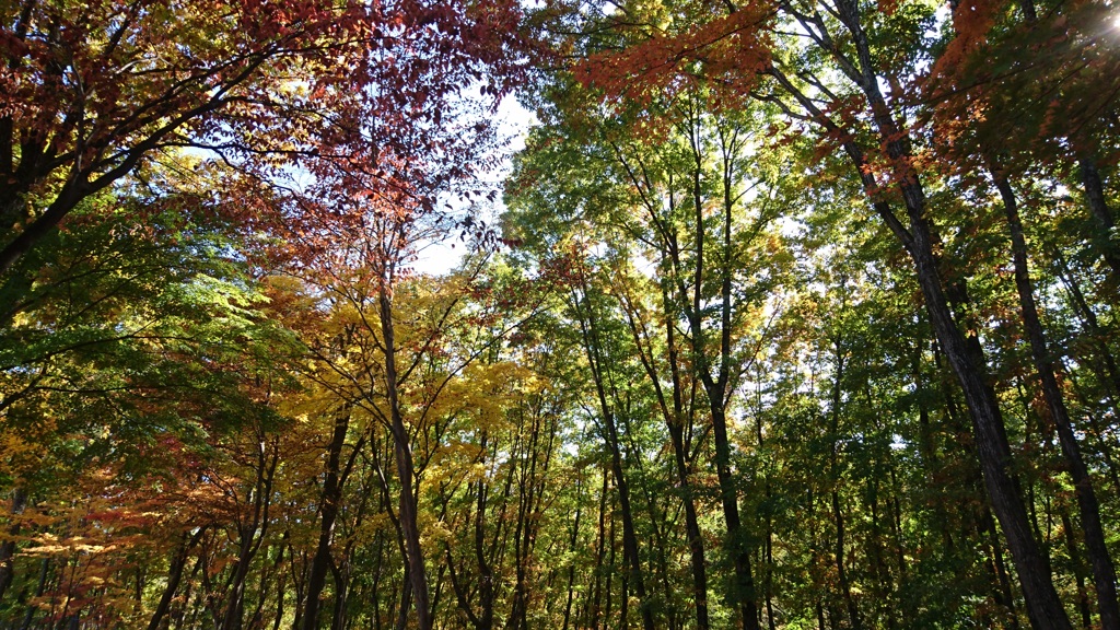 紅葉キラキラ