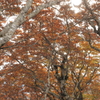 樹木と紅葉