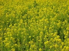 イエローフラワー。